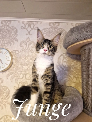 Maine-Coon-Kitten bereit zur Abgabe 