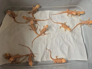 hobbyaufgabe.thunderbolt verp.bartagame NZ hypos het. witblitz het. zero het. trans 