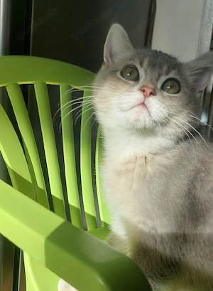 BKH-Kitten 