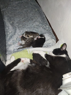 4 Kitten zu verkaufen 