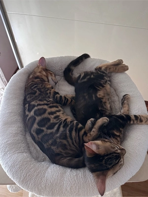 Bengal-Katzen