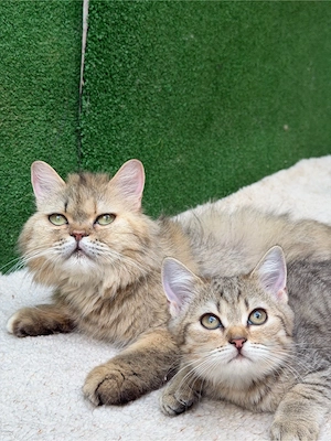 Perserkatze mit ihrem Sohn sucht ein liebevolles Zuhause