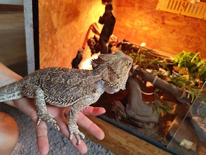 Bartagame mit Terrarium 