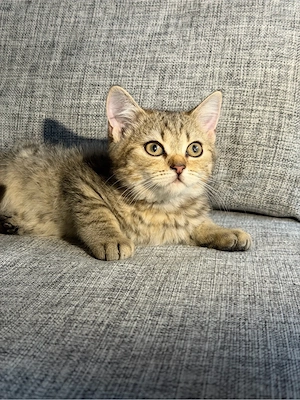 Süßer kleiner Kater sucht ein liebevolles Zuhause