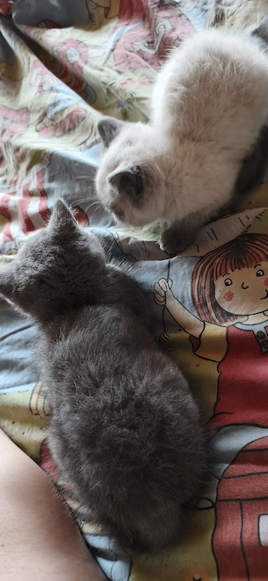 3  BKH Kitten abzugeben 2  Katerchen und 1 Weibchen 