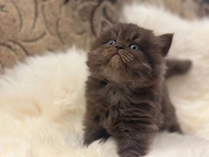 Reinrassige Britisch Lang(kurz)Haar BLH Wunderschöne Kitten liebevoll aufgezogen