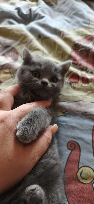 1 BKH Kitten abzugeben 1Katerchen 