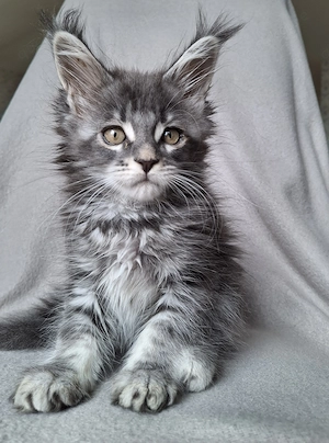 Maine Coon Kitten mit Stammbaum 