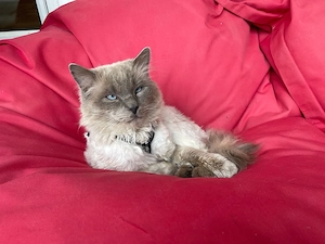 Ragdoll Kater sucht ein neues Heim