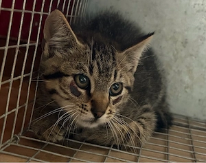 Kitten Katzenbaby abzugeben