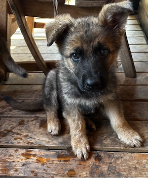 Schäferhund Welpen 