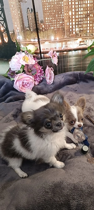 Verkaufe wunderschönen Chihuahua Jungen