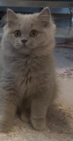 Zuckersüßer BLH Kater sucht  liebevolles Zuhause er ist geimpft 