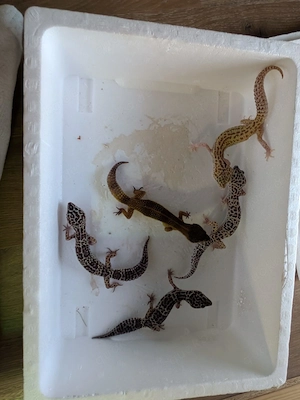 5 weibliche Leopardgeckos 