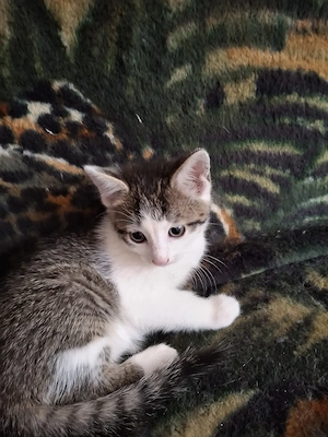 Kliene süsse kitten Suche ein liebevolles Zuhause