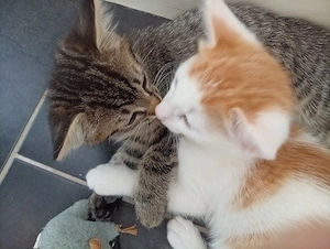 Babykatzen