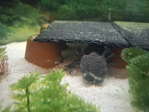 Axolotls mit Aquarium zu verkaufen 