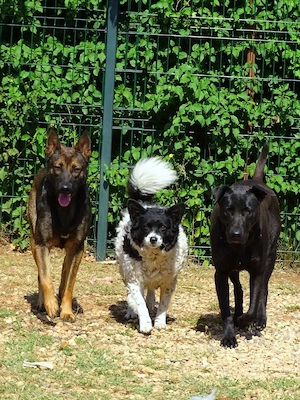1j Labrador Mix Rüde 20kg 50cm BUNDESWEIT ausreisebereit  