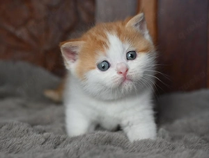 BKH-Bärchen Kitten mit exzellentem Stammbaum