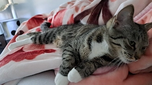Zwei liebevolle Katzen suchen gemeinsam ein neues Zuhause