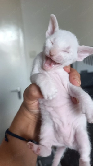 Sphinx kitten von Eltern  mit kurzem und filzige Fell 