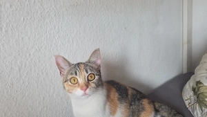 Zwei liebevolle Katzen (Kater & Kätzchen) suchen Dringend ein neues Zuhause