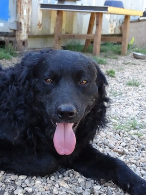 Collie kroatischer Schäferhund Rüde 12Mon THERAPIEHUND geeignet 