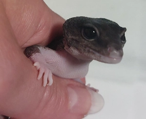 Black Night MS Eclipse Weibchen