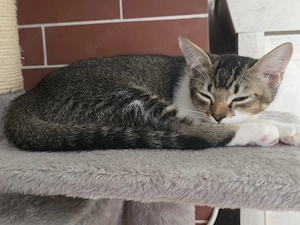 3 süße Katerbabys suchen ein liebevolles Zuhause 