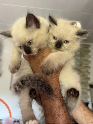 Heilige Birma Kätzchen Kitten
