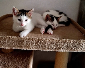 3 süße Kitten am 18.05.2026 geboren 