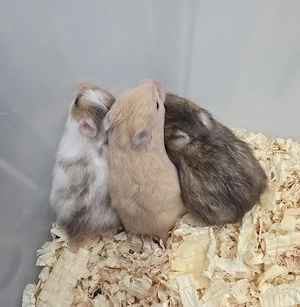 Extrem HANDZAHME FLAUSCHIGE Teddyhamster Satinglanz  Bild 3