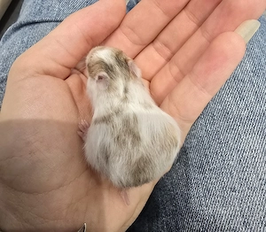 Extrem HANDZAHME FLAUSCHIGE Teddyhamster Satinglanz  Bild 2