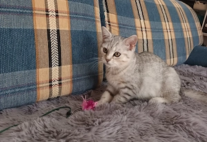 Baby Kitten BKH 14 Wochen
