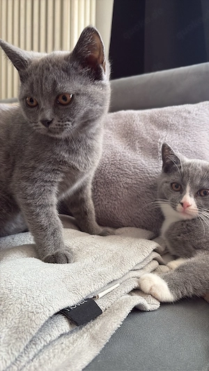 Bhk mix kitten ABGABE Bereit