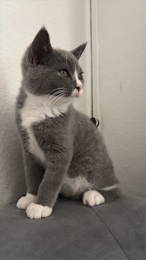 bhk mix babykatze 13 wochen alt 