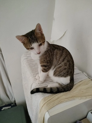 Babykatzen suchen neues Zuhause 