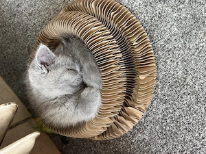 Britische Kurzhaar kitten