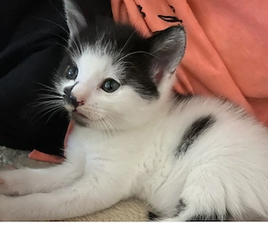 Babykatzen suchen neues Abenteuer :)