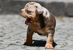 Französische Bulldoggen, Welpen, Rüden 