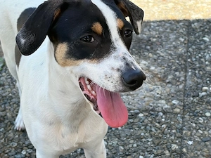 Geschwisterhunde 7 Monate alt 