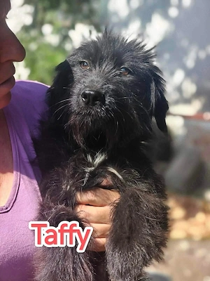 Taffy sucht eine Familie 