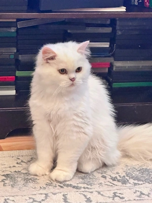 prinzessin sucht neues zuhause 