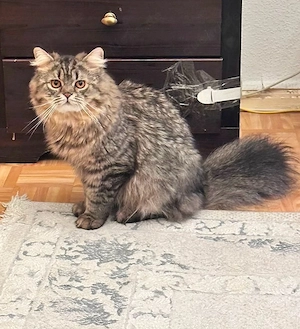 tiger sucht neues zuhause 