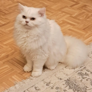 leon sucht neues zuhause 