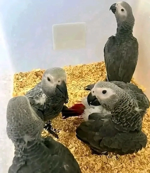 Sechs Wochen alte Graupapageienbabys abzugeben. 