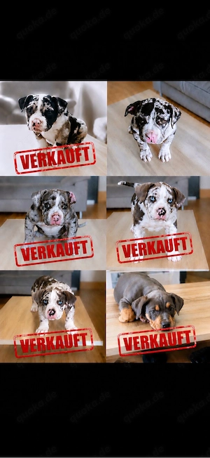      Nur noch 1 American Bully Welpe sucht sein Zuhause    Jetzt Abgabebereit