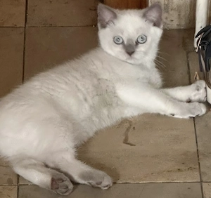 3 Süße Britisch Kurzhaar Kitten 15 Wochen alt zu verkaufen 