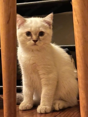 Süßes Britisch Kurzhaar Kitten  