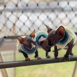 Bezaubernde Sphynx-Kätzchen suchen ein neues Zuhause